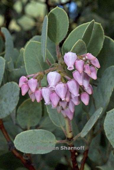 arctostaphylos viscida mariposa 4 graphic